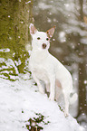 Jack Russell Terrier