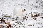 Jack Russell Terrier with stick