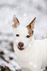 Jack Russell Terrier Portrait