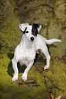 Jack Russell Terrier