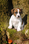 Jack Russell Terrier Puppy