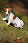 Jack Russell Terrier Puppy