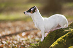 sitting Jack Russell Terrier