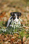 Jack Russell Terrier Puppy