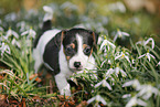 Jack Russell Terrier Puppy