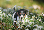 Jack Russell Terrier Puppy