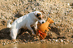 playing Jack Russell Terrier