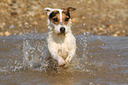 running Jack Russell Terrier