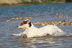 running Jack Russell Terrier