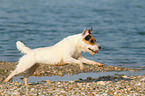 running Jack Russell Terrier