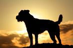 standing Jack Russell Terrier