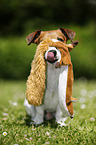 Jack Russell Terrier with toy