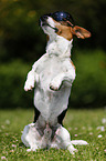 Jack Russell Terrier with sunglasses