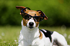 Jack Russell Terrier with sunglasses