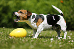 barking Jack Russell Terrier