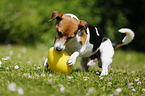 playing Jack Russell Terrier