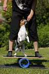 Jack Russell Terrier at balancing