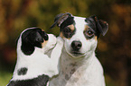 Jack Russell Terrier and Puppy