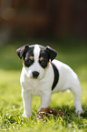 Jack Russell Terrier Puppy in the countryside