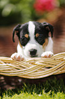 Jack Russell Terrier Puppy in the countryside