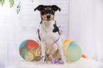 sitting Jack Russell Terrier