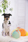 sitting Jack Russell Terrier