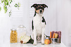 Jack Russell Terrier with food