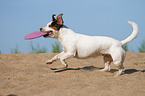 playing Jack Russell Terrier