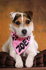 lying Jack Russell Terrier