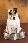 sitting Jack Russell Terrier