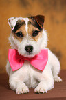 lying Jack Russell Terrier