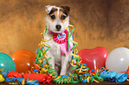 sitting Jack Russell Terrier