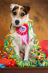 sitting Jack Russell Terrier