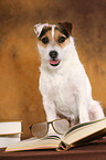 sitting Jack Russell Terrier