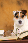 lying Jack Russell Terrier