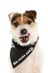 Jack Russell Terrier Portrait