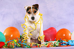 sitting Jack Russell Terrier