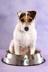 sitting Jack Russell Terrier