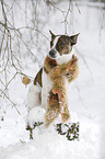 Jack Russell Terrier in snow