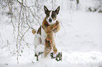 Jack Russell Terrier in snow