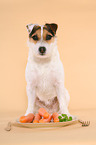 Jack Russell Terrier with carrots