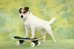 Jack Russell Terrier