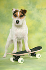 Jack Russell Terrier