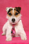 lying Jack Russell Terrier