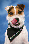 Jack Russell Terrier Portrait