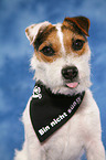 Jack Russell Terrier Portrait