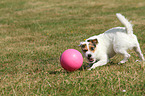 playing Jack Russell Terrier