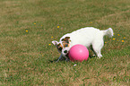 playing Jack Russell Terrier