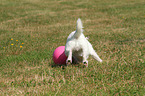 playing Jack Russell Terrier