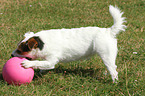 Jack Russell Terrier with ball